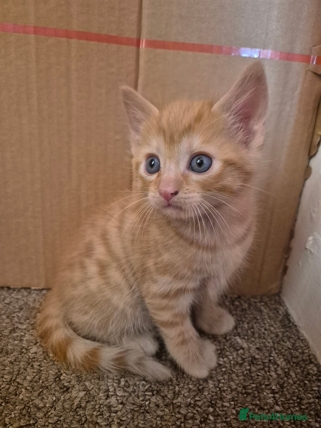 Mixed Breed cats for sale: Ginger Male ONE LEFT - Image 4