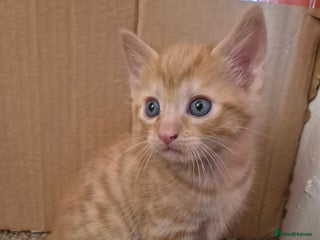 Mixed Breed cats for sale - Advert 1