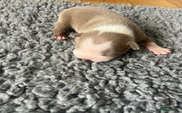 Boston Terrier dogs for sale: Boston terrier puppies - Image 14