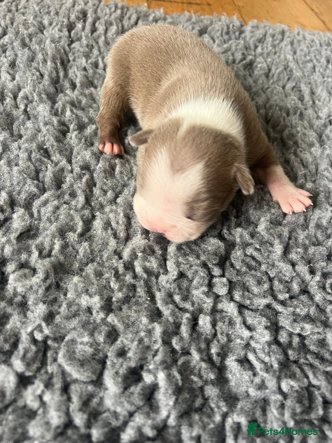 Boston Terrier dogs for sale: Boston terrier puppies - Image 14