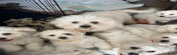 Bichon Frise dogs for sale: bichon Frise puppies  - Advert 7