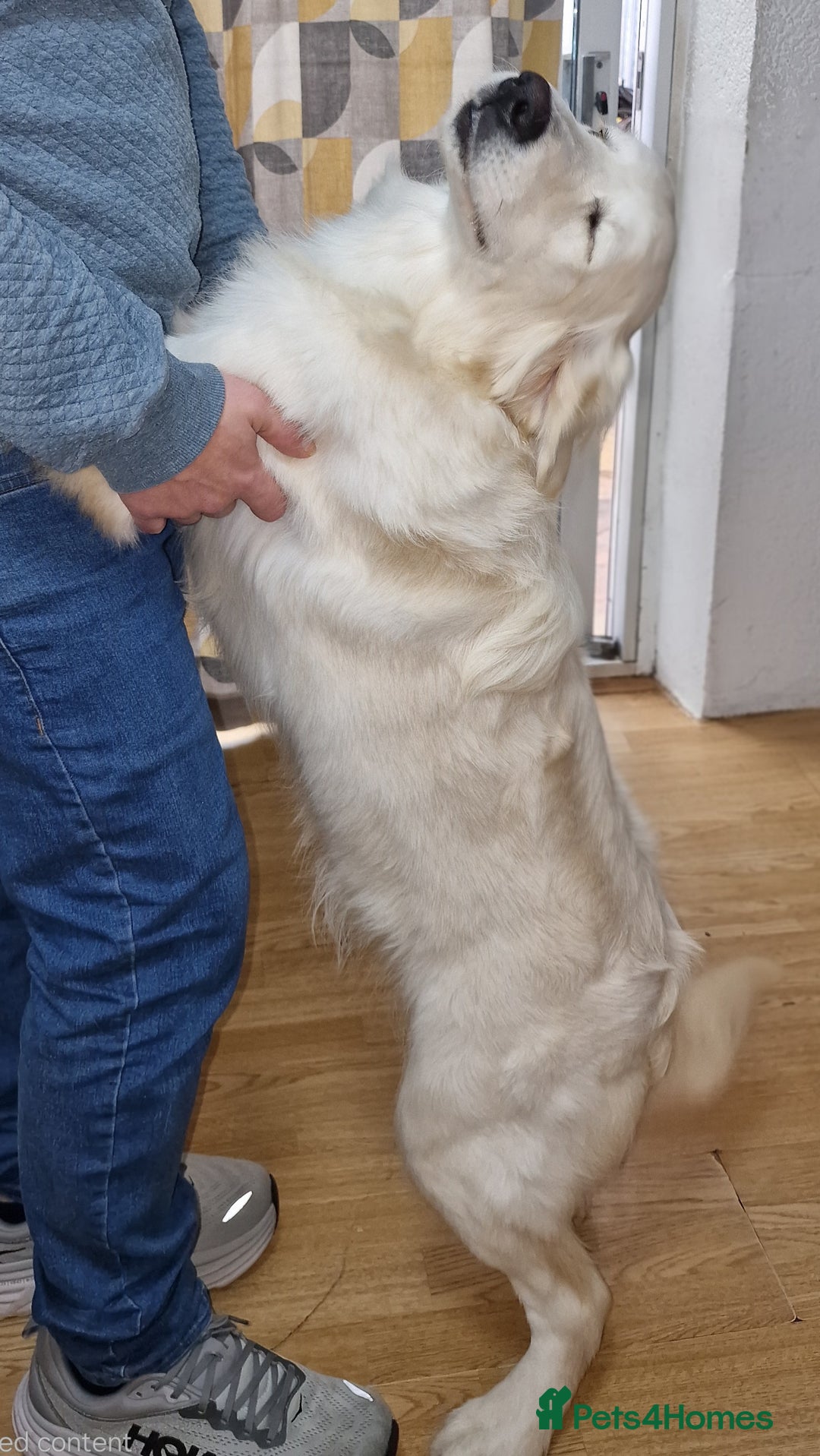 Golden Retriever dogs for sale: Meet Mickey, the Well-Mannered Golden Retriever - Image 9