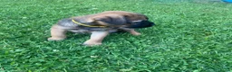 Border Terrier dogs for sale: ⭐️KC BORDER TERRIER PUPPIES, SLEM CLEAR - Advert 9