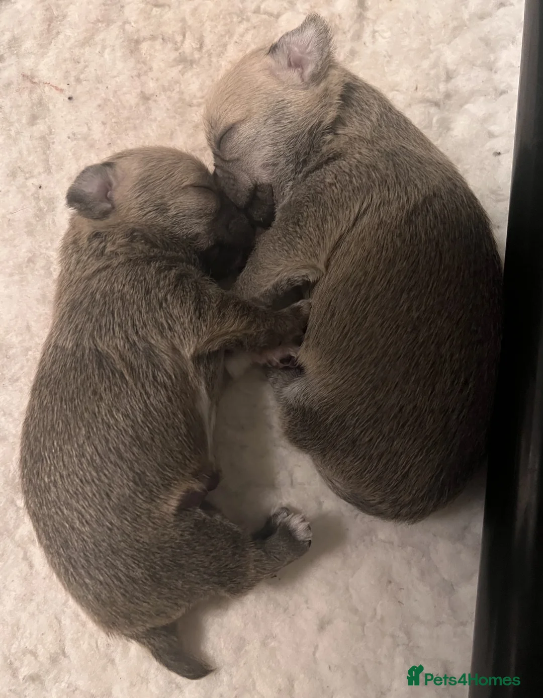 Chihuahua dogs for sale: Beautiful KC Chihuahua Pup - Top Show Lines - Advert 5