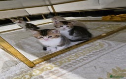 British Shorthair cats for sale: British short hiar - Image 6