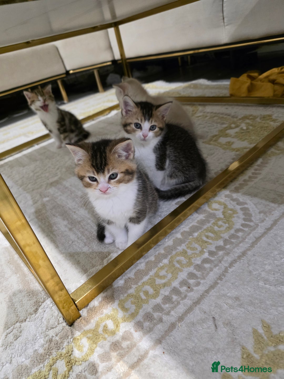 British Shorthair cats for sale: British short hiar - Image 6