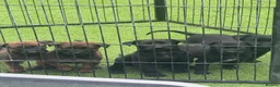 Belgian Shepherd Dog dogs for sale: Dutch Herder Puppies - Ready to Leave On Halloween - Advert 10
