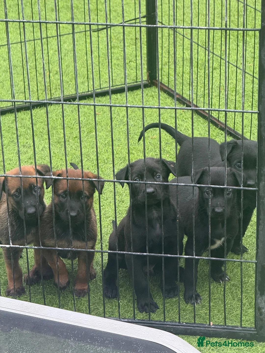 Belgian Shepherd Dog dogs for sale: Dutch Herder Puppies - Ready to Leave On Halloween - Advert 10