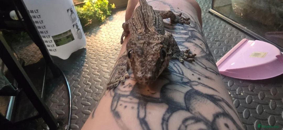 Gecko reptiles for sale: Male Crested Gecko and (Gargoyle) - Advert 7