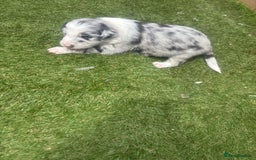 Border Collie dogs for sale: Fluffy long coat Blue merle border collie puppies - Image 20