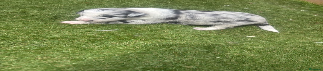 Border Collie Puppy 3