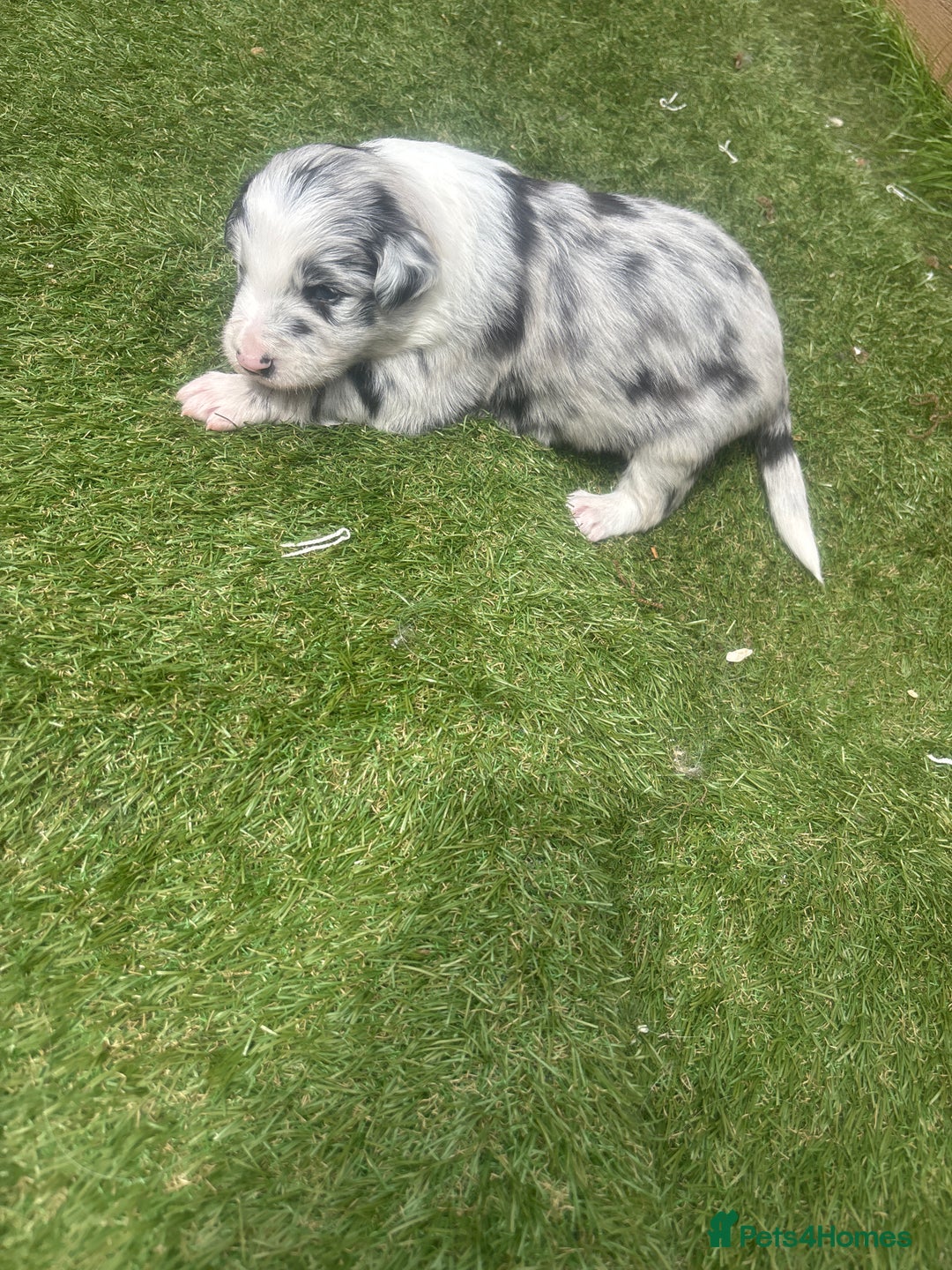 Border Collie dogs for sale: Fluffy long coat Blue merle border collie puppies - Image 20