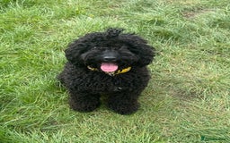 Cockapoo dogs for sale: Cockapoo for sale - Image 4