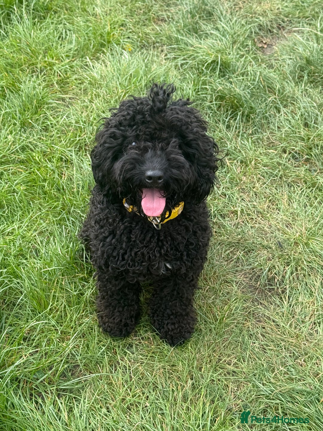 Cockapoo dogs for sale: Cockapoo for sale - Image 4