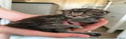 Maine Coon cats for sale: Beautiful Maine Coon kittens purebred  - Advert 16
