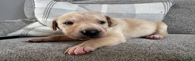 Mixed Breed 1