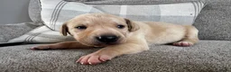 Mixed Breed dogs for sale: Beautiful Labrador x Pointer Puppies  - Advert 12