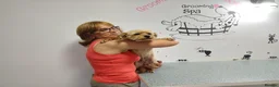 Mixed Breed dogs for adoption: 🐾💛 ARISA – The Little Dog Nobody Stopped For💛🐾 - Advert 27