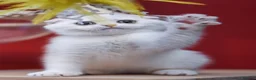 Scottish Fold cats for sale: Scottish fold and straight girls - Advert 27