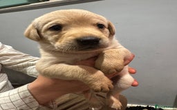 Labrador Retriever dogs for sale: Working line Labrador’s for sale  - Image 5