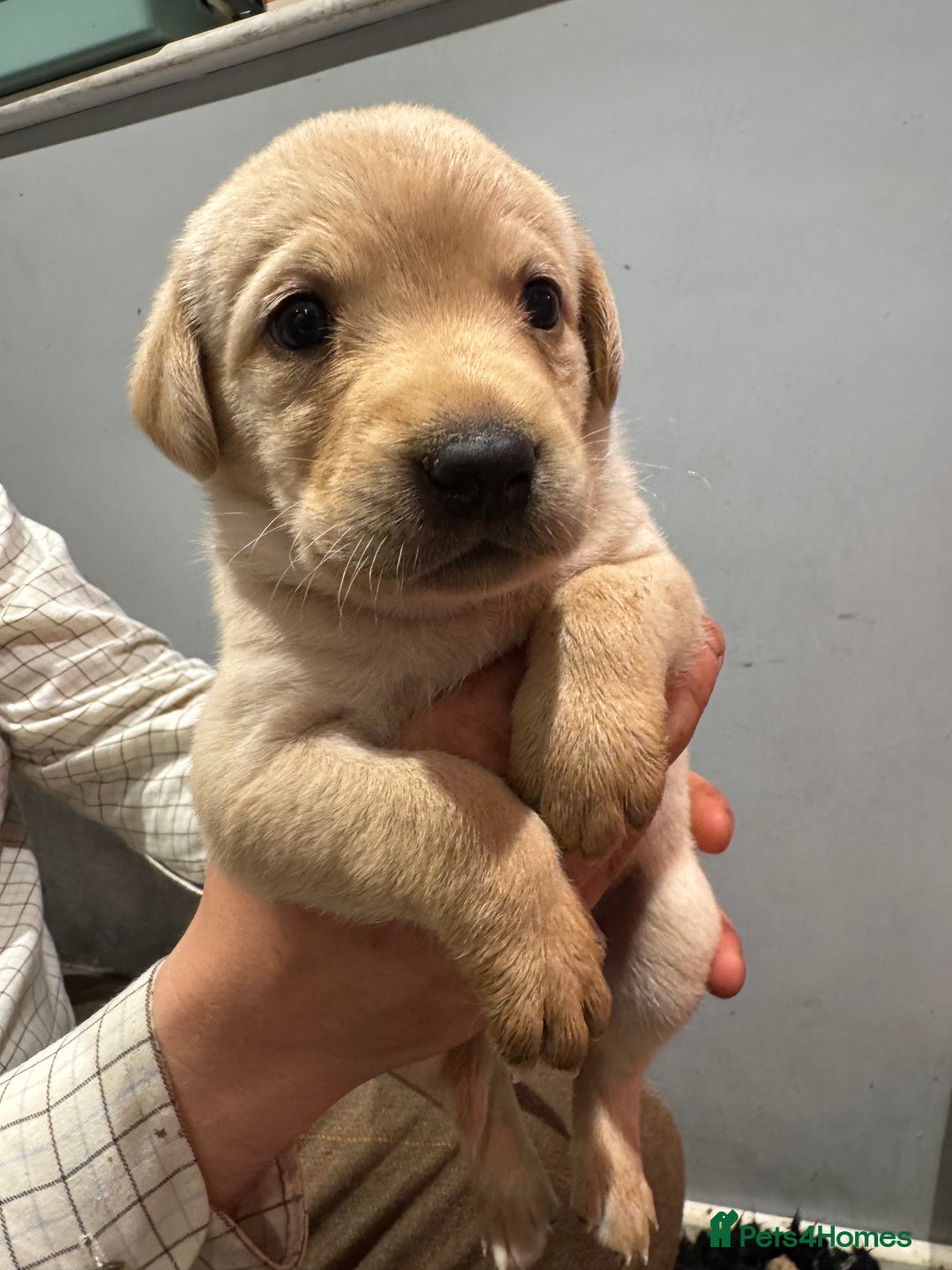 Labrador Retriever dogs for sale: Working line Labrador’s for sale  - Image 5