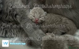 British Shorthair cats for sale: Gccf Bsh Lilac Babies - Image 5