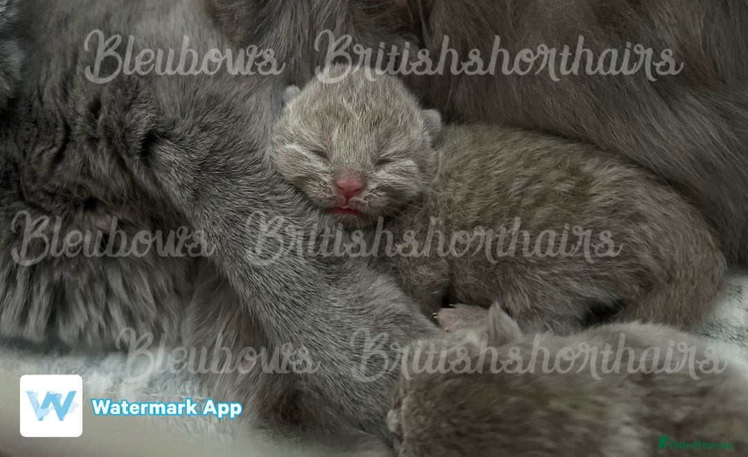 British Shorthair cats for sale: Gccf Bsh Lilac Babies - Image 5
