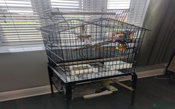 Parrots birds for sale: Ring neck parrot  - Image 9
