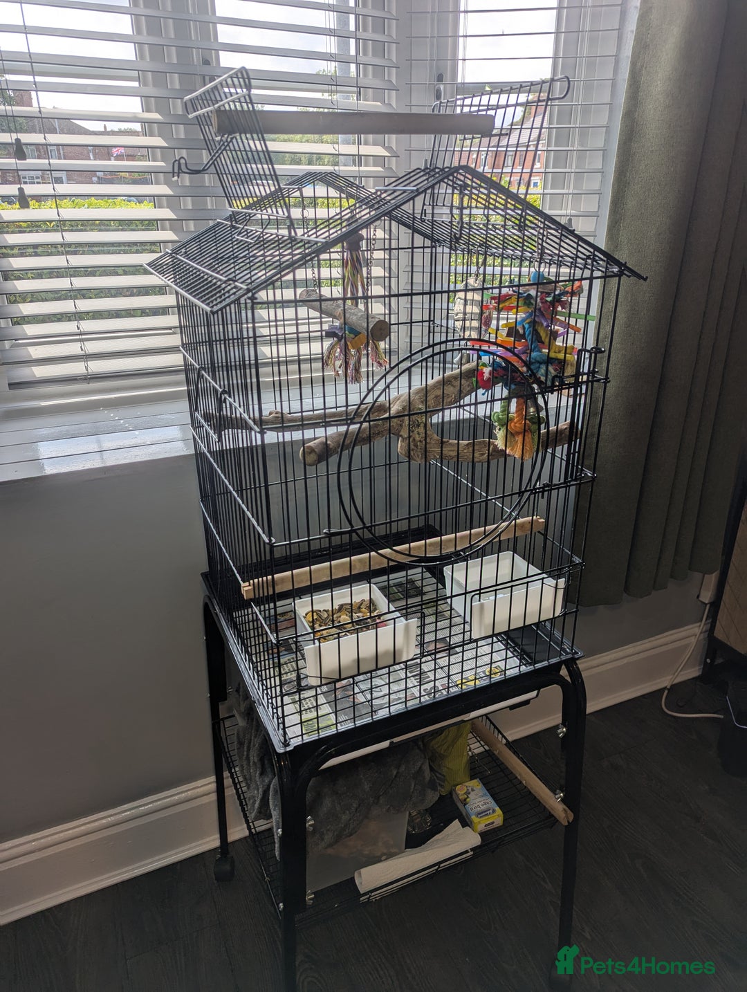 Parrots birds for sale: Ring neck parrot  - Image 9