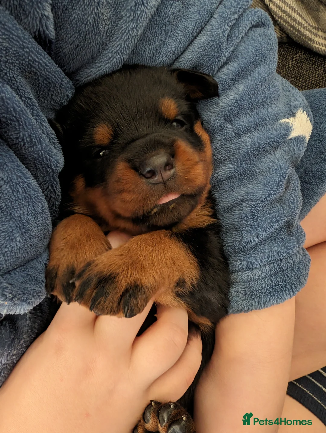 Rottweiler dogs for stud: Proven big boy ready for stud - Advert 10