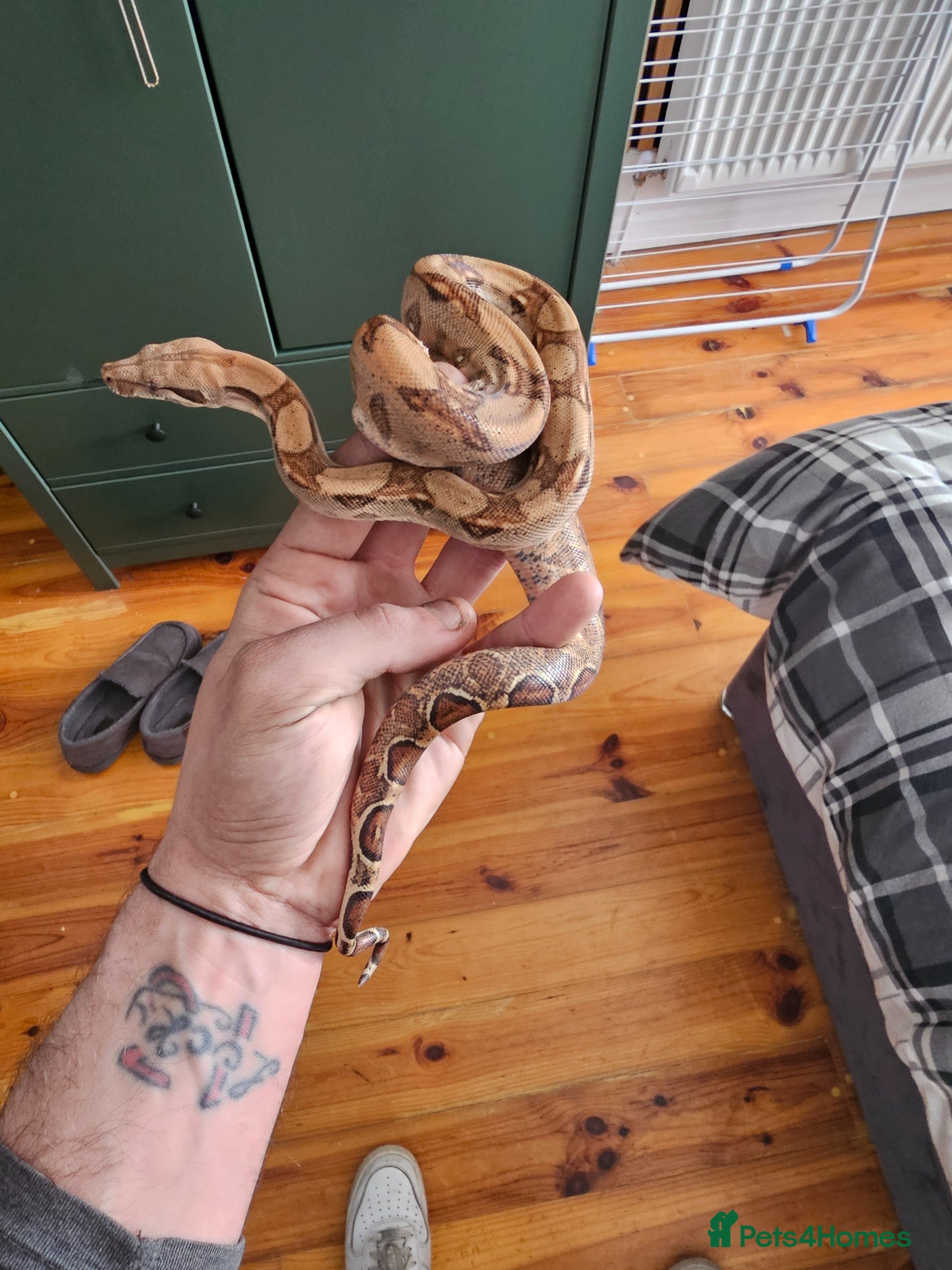Boa Snake reptiles Hog island boa - Advert 1