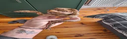 Boa Snake reptiles for sale: Hog island boa - Advert 1