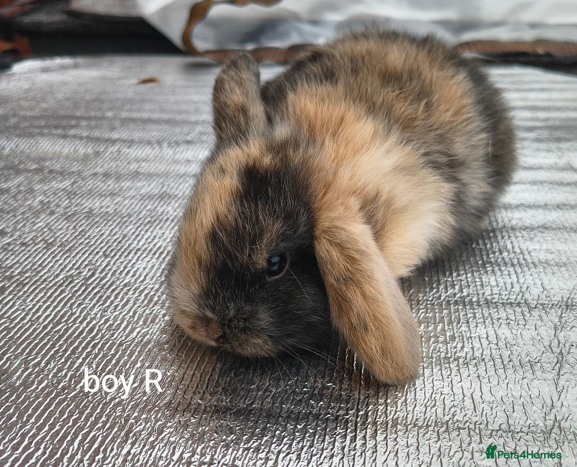 Mini Lop rabbits for sale: Mini lop babies. Both boys and girls available  - Advert 16