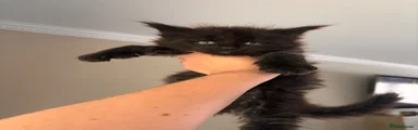 Maine Coon 1