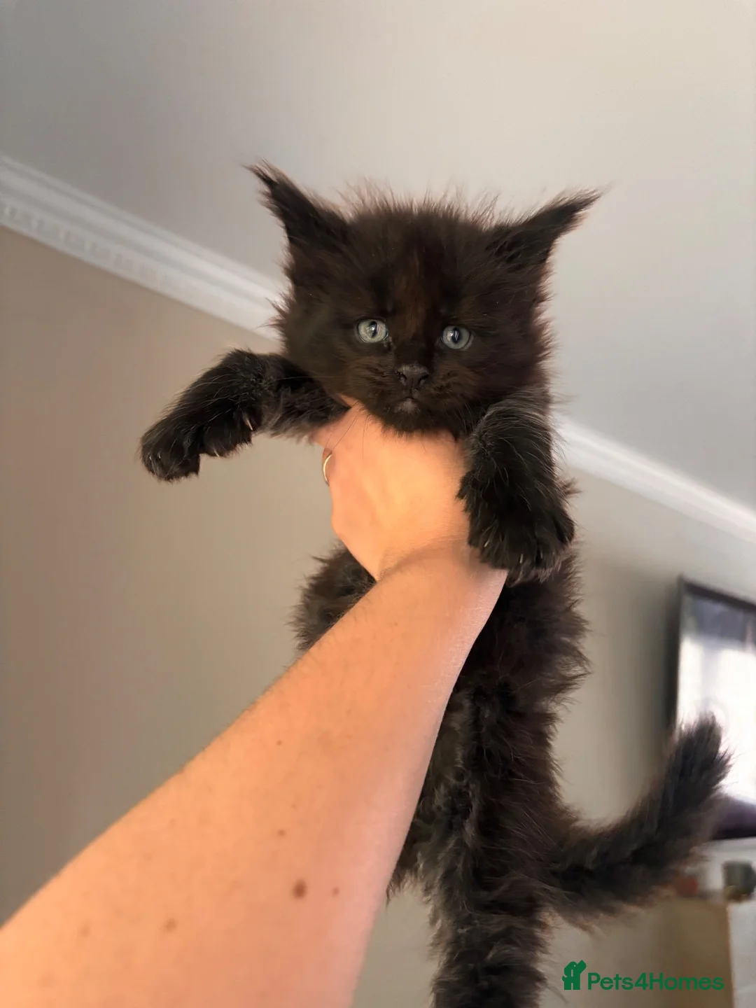 Maine Coon cats for sale: Stunning TICA Registered Maine Coon Kittens - Advert 1