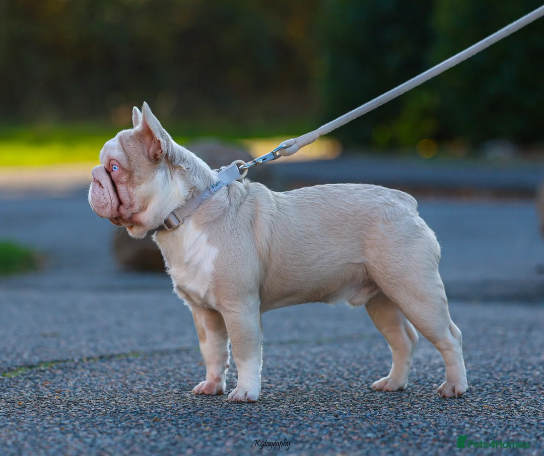 French Bulldog dogs for stud: !!REDUCED!! BUBBLEGUM - PINK FRENCH BULLDOG STUD in Basildon - Advert 7