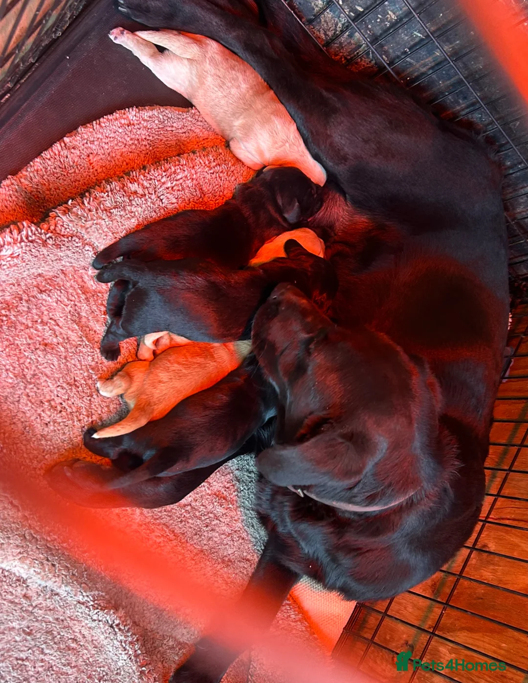 Cockerdor dogs for sale: 6 beautiful cockerdor puppies - Advert 21