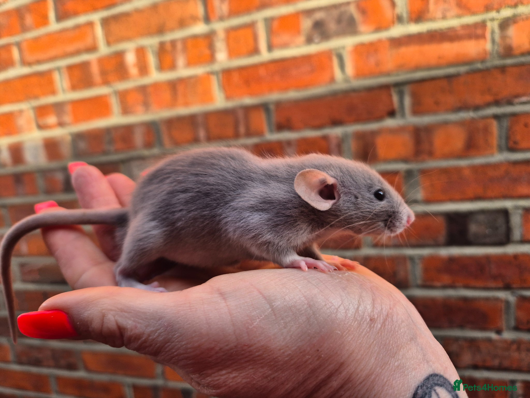 Rat rodents Various male and female rats  - Advert 2