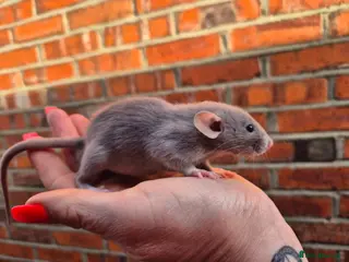 Rat rodents Various male and female rats - Advert 1