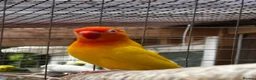 Lovebirds birds for sale: Beautiful baby and adult lovebird - Advert 2
