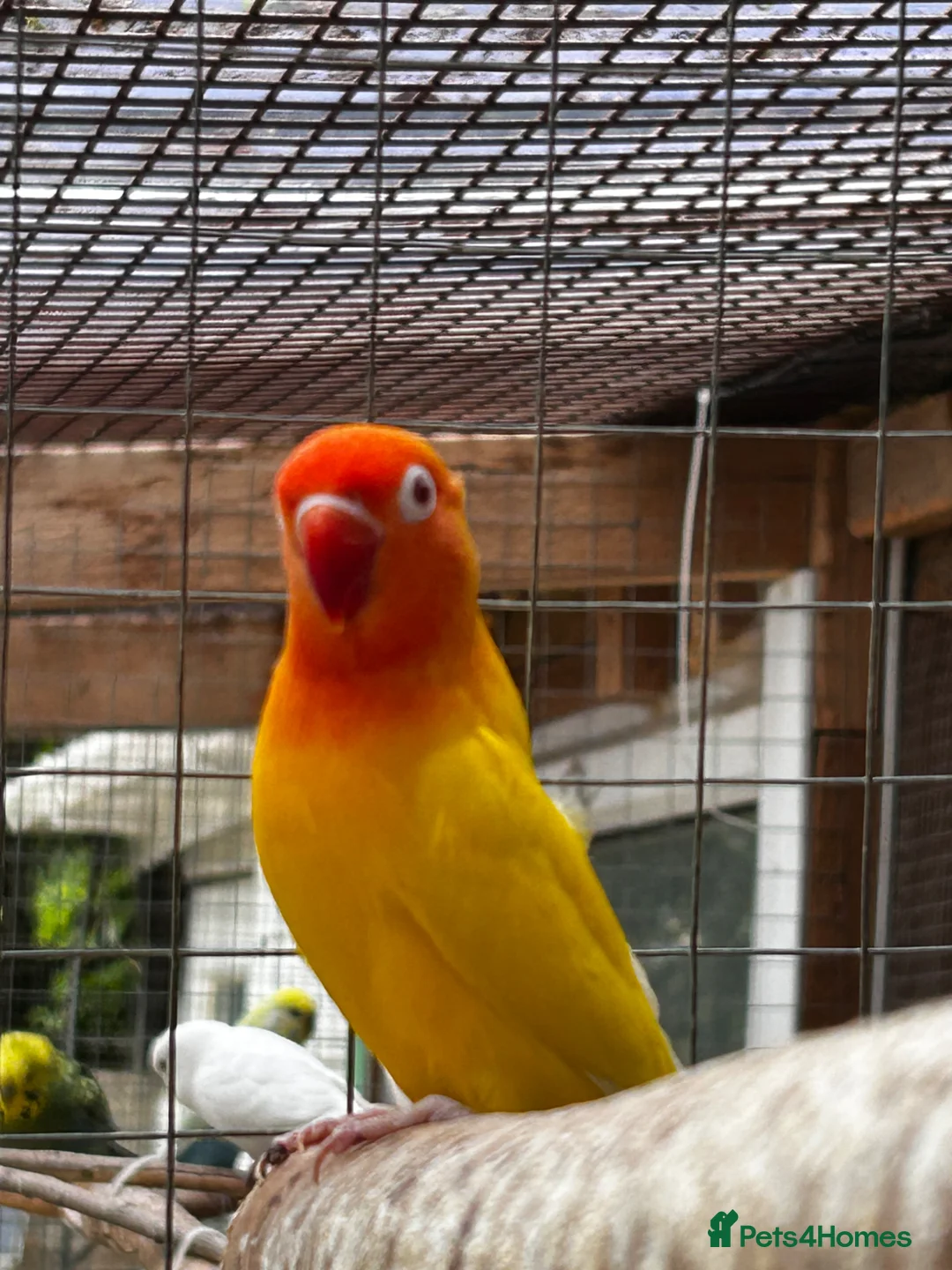 Lovebirds birds for sale: Beautiful baby and adult lovebird - Advert 2