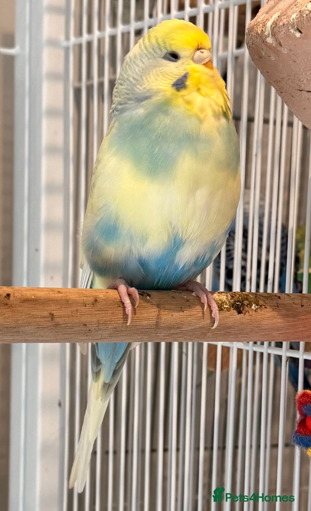 Budgerigars birds for sale: Bonded budgies for sale  - Image 4