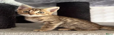 Savannah Kitten 2