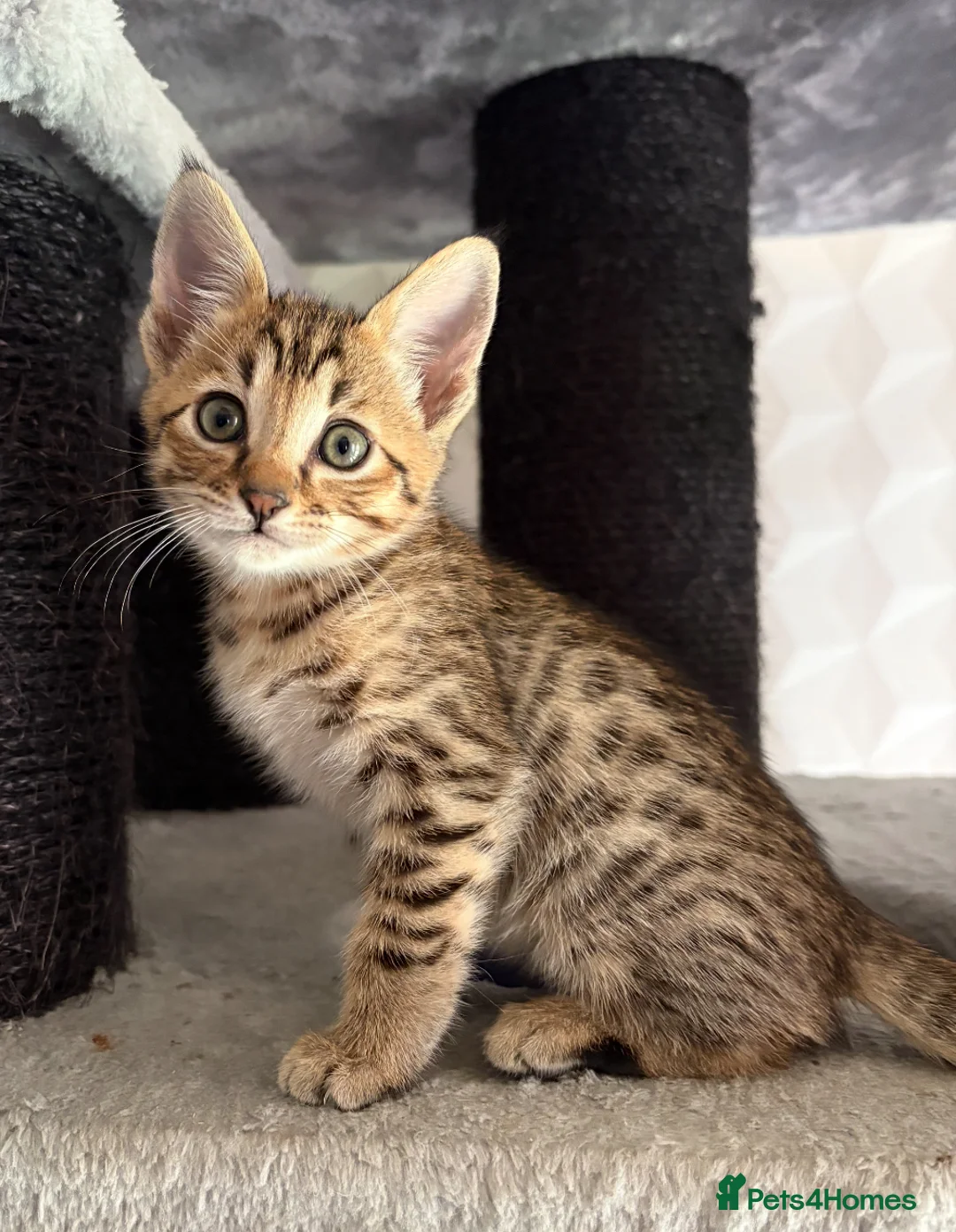 Savannah cats for sale: Gorgeous Male Savannah Kitten - Advert 2