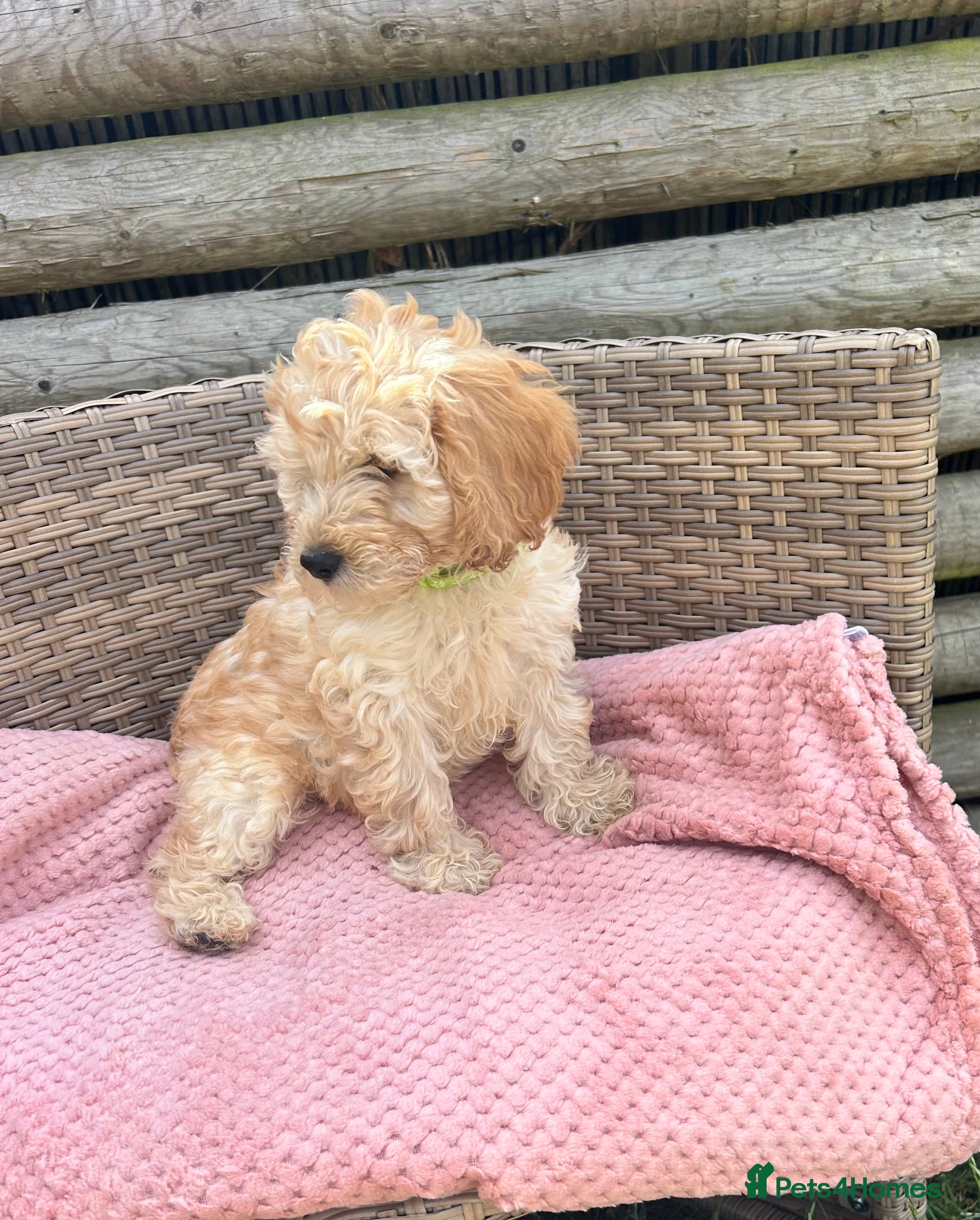 Cockapoo dogs Miniature cockapoo s - Advert 2