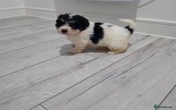 Cavachon dogs for sale: Cavachon puppies  - Image 9