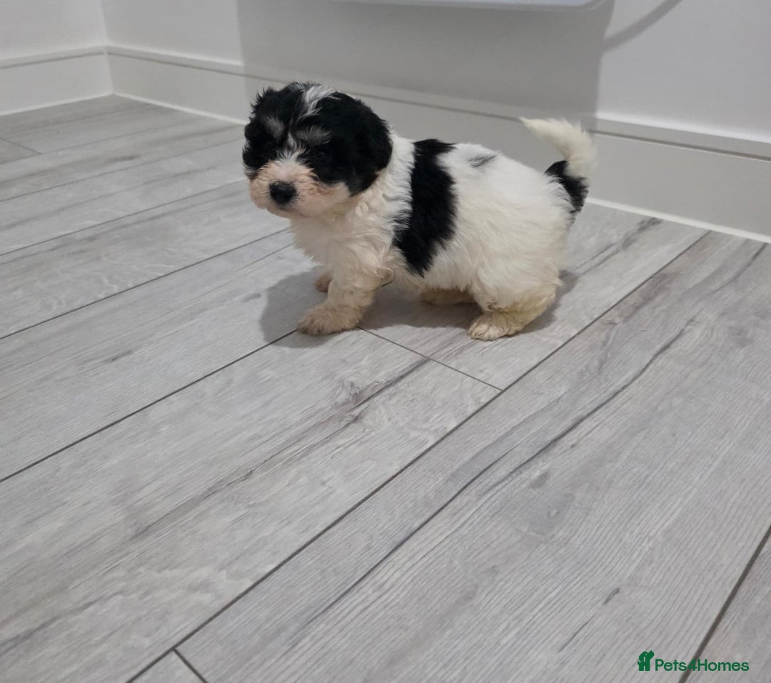Cavachon dogs for sale: Cavachon puppies  - Image 9