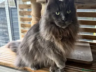 Maine Coon cats 🐾Retired polydactyl Queen🐾 - Advert 1