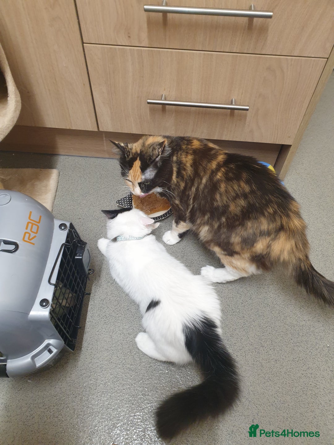 Mixed Breed cats for sale: Ragdoll mix kitten  - Advert 10