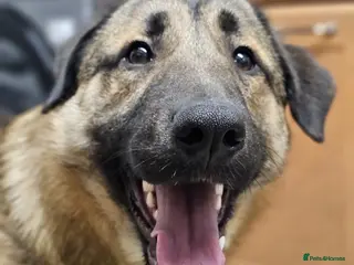 Mixed Breed dogs Handsome Bob - Advert 11